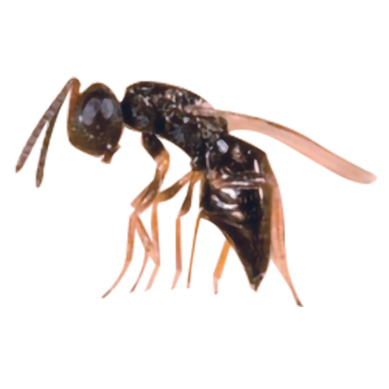 HPR2575 MUSCIDIFURAX RAPTORELLUS - Osd gruppo Ecotech srl - Allontanamento piccioni,disinfestazione,HACCP, roditori